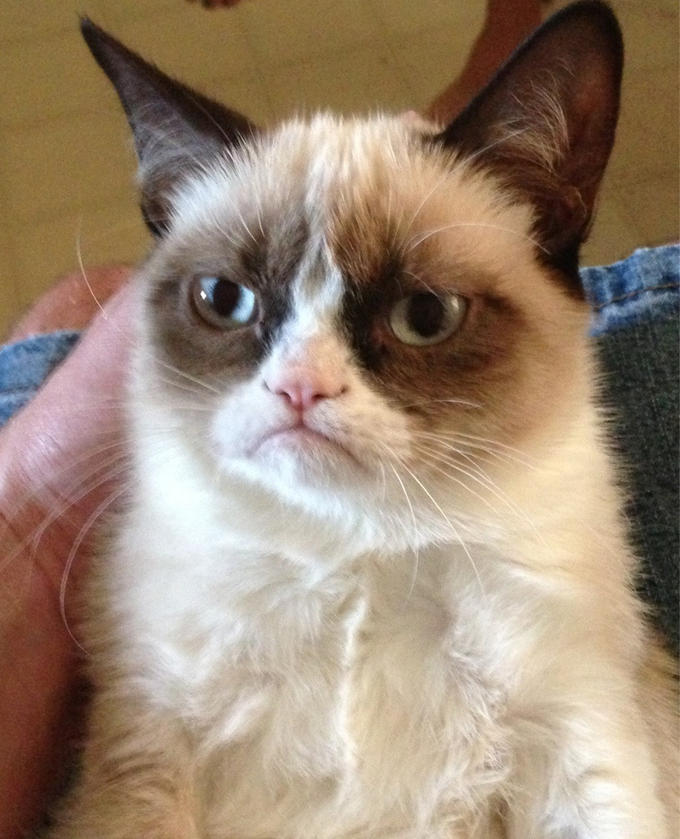 Grumpy Cat meme - Grumpy Cat is the nickname given to Tardar Sauce, a snowshoe cat that rose to online fame after seve