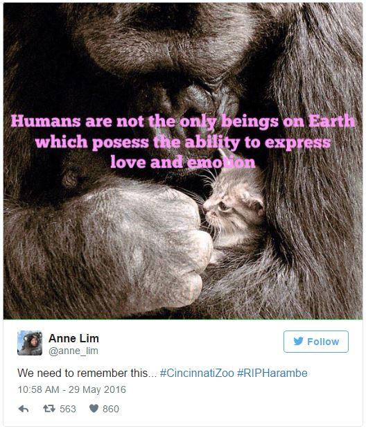 Harambe the Gorilla meme - Harambe the Gorilla was a 17-year-old Western lowland silverback gorilla who was shot and killed at 